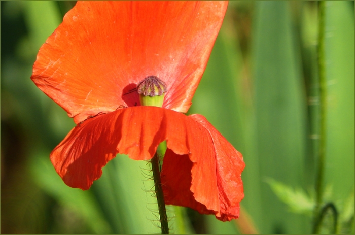Mohn