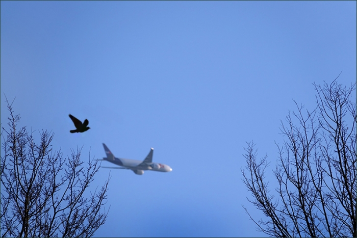 Flugzeug und Vogel