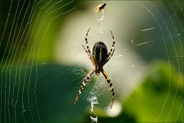 Spinne und oben eine kleine Fliege