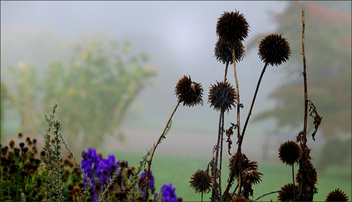 Vertrocknete Kugeldisteln