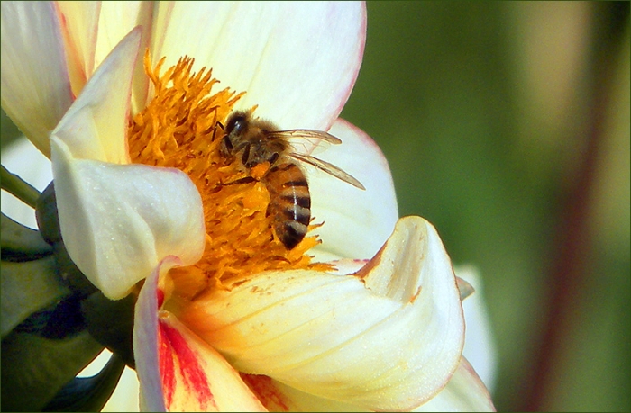 Biene in einer Dahlie
