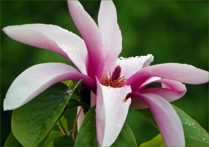 Magnolienblüte mit Regentropfen