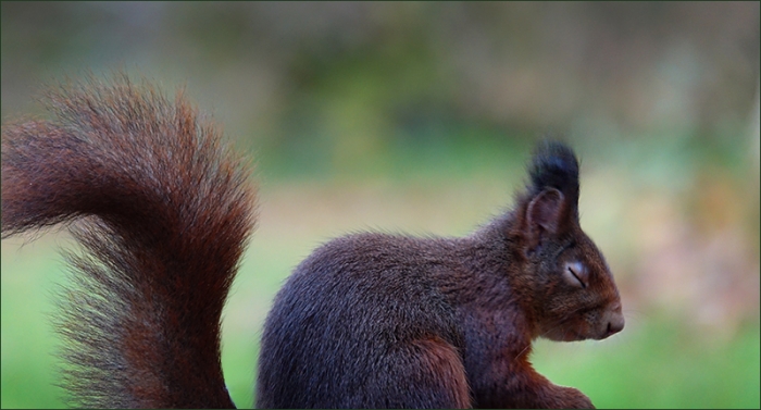 Ruhendes Eichhörnchen