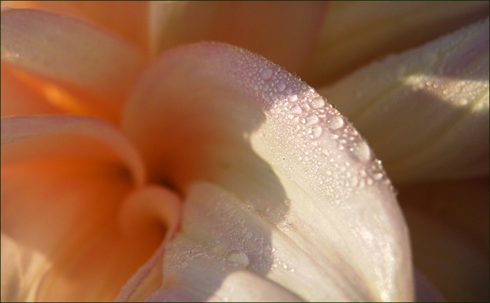 Morgentau