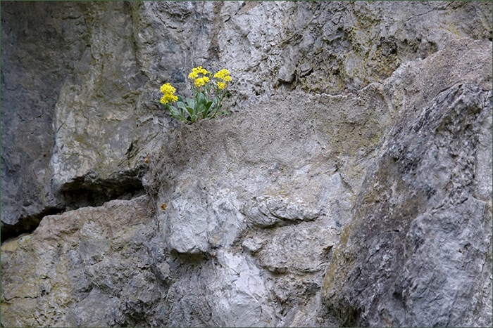 Blüten im Felsen