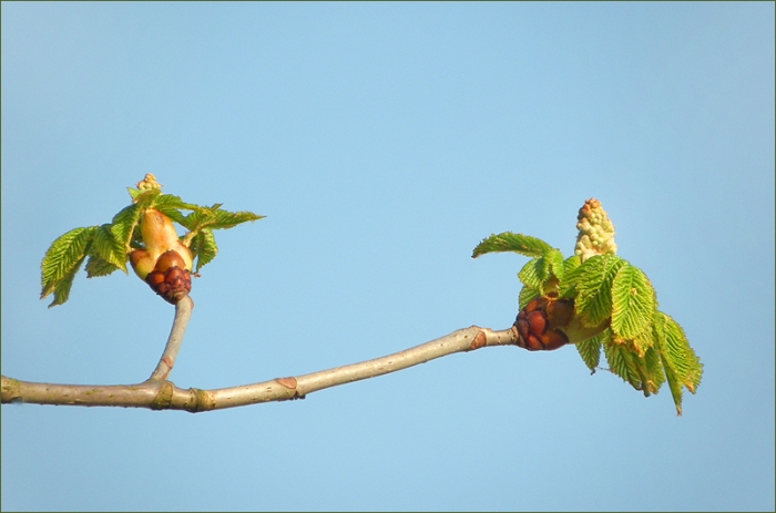 Kastanienzweig