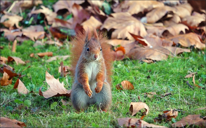 Eichhörnchen am 3. Advent
