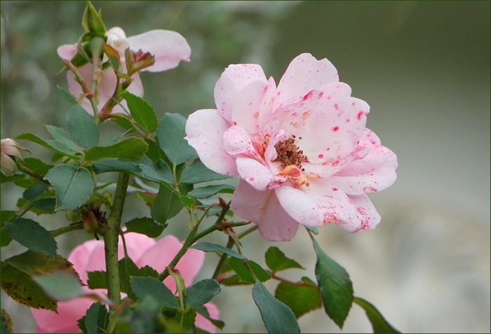 Rose