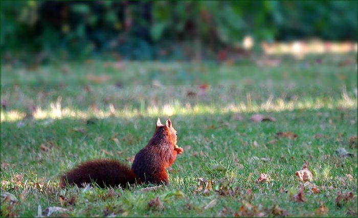 Eichhörnchen auf der Wiese im September