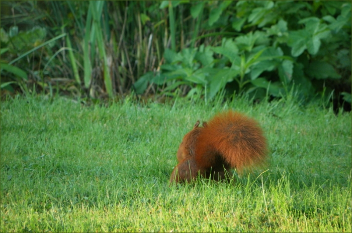 Eichhörnchen