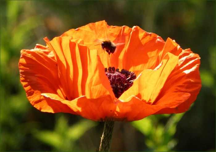 Mohn