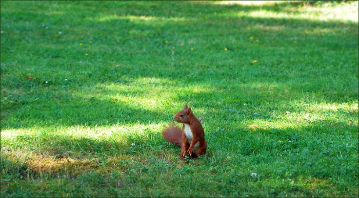 Eichhörnchen auf der Wiese