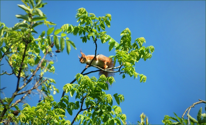 Eichhörnchen im Baum
