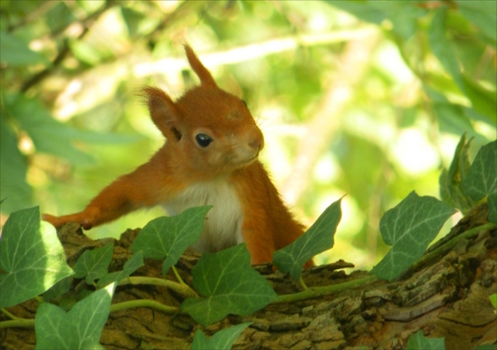 Eichhörnchen
