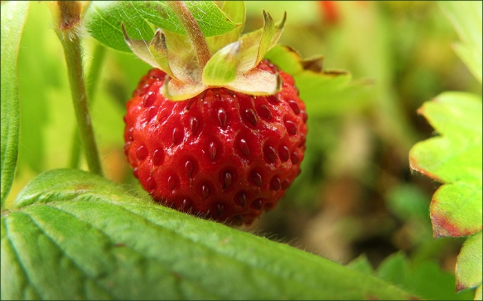 Kleine Walderdbeere