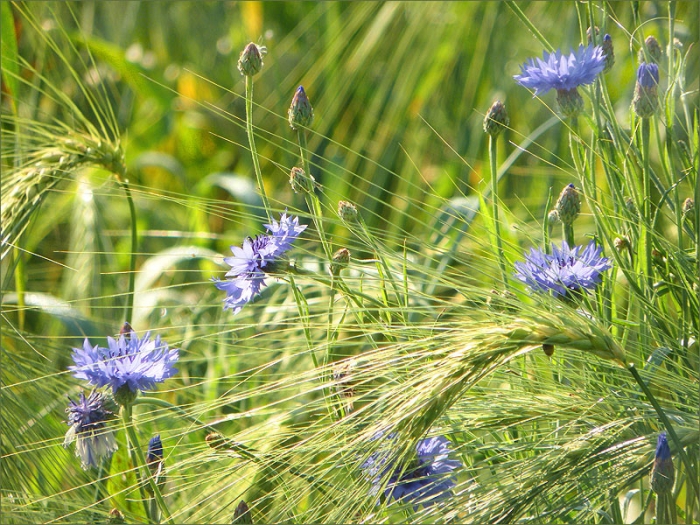 Kornblumen