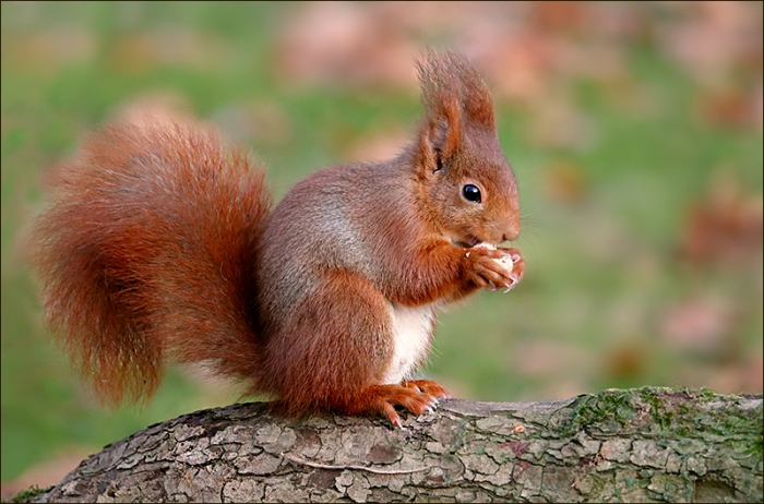 Eichhörnchen