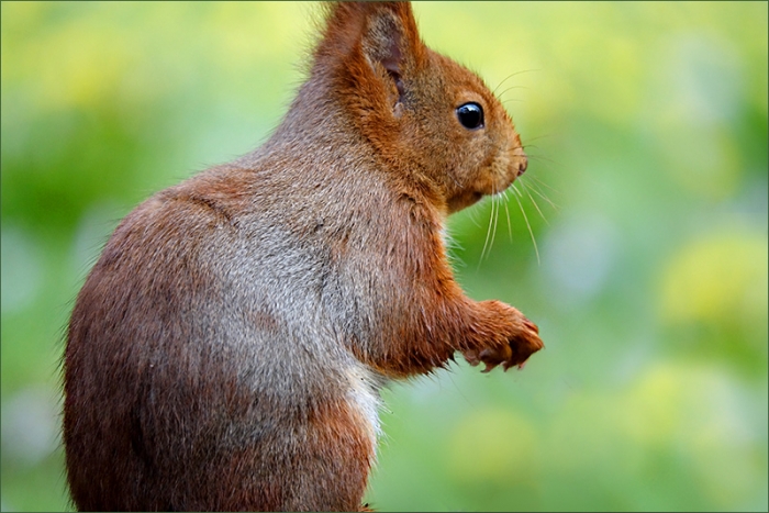 Eichhörnchen