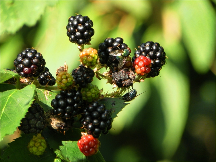 Brombeeren
