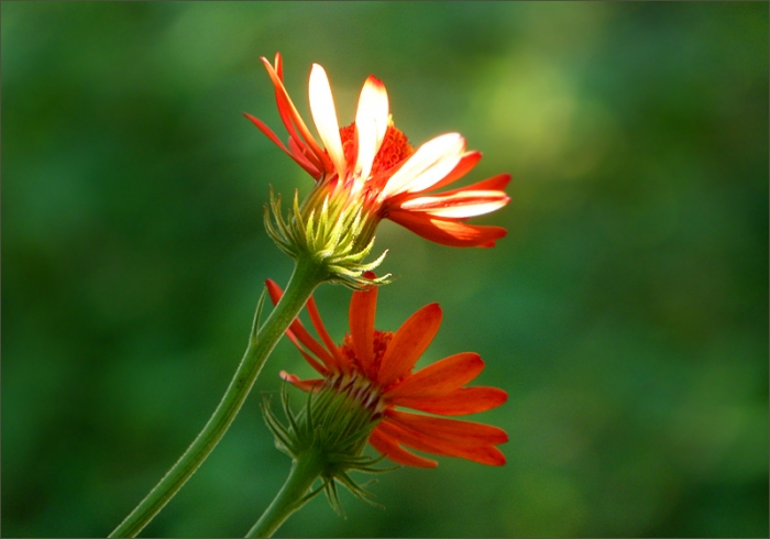 Blüten im September