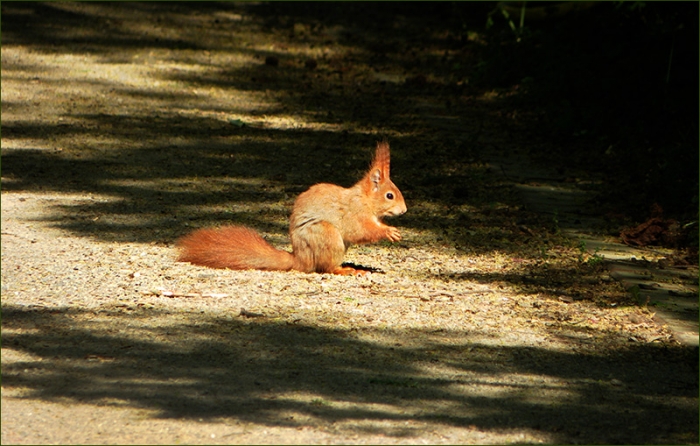 Eichhörnchen in der Sonne