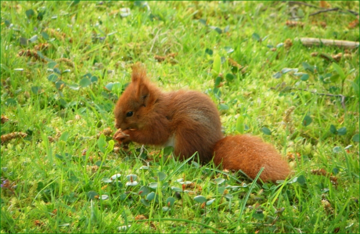 Junges Eichhörnchen