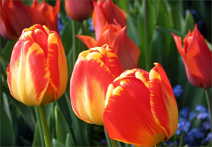 Tulpen