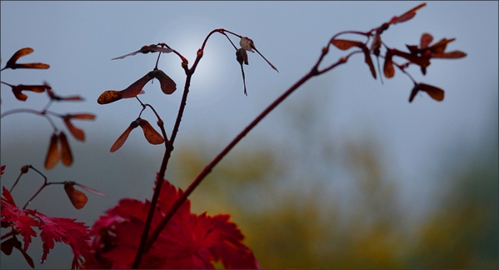 Nebliger Novembermorgen