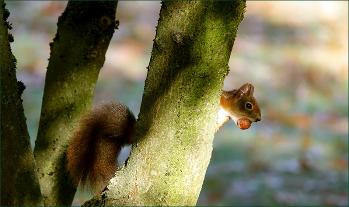 Eichhörnchen mit einer Nuss