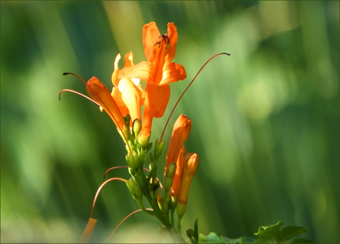 Blüten