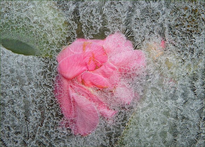 Eisblume