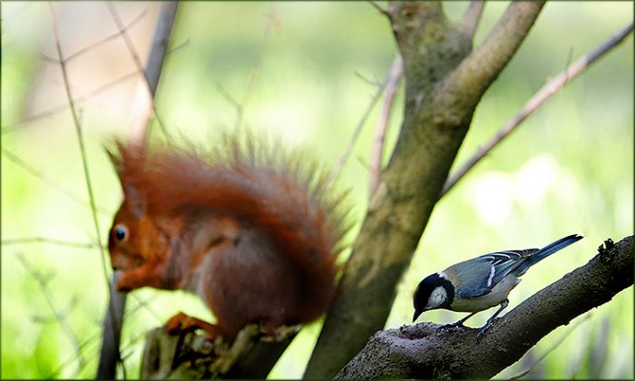 Meise und Eichhörnchen