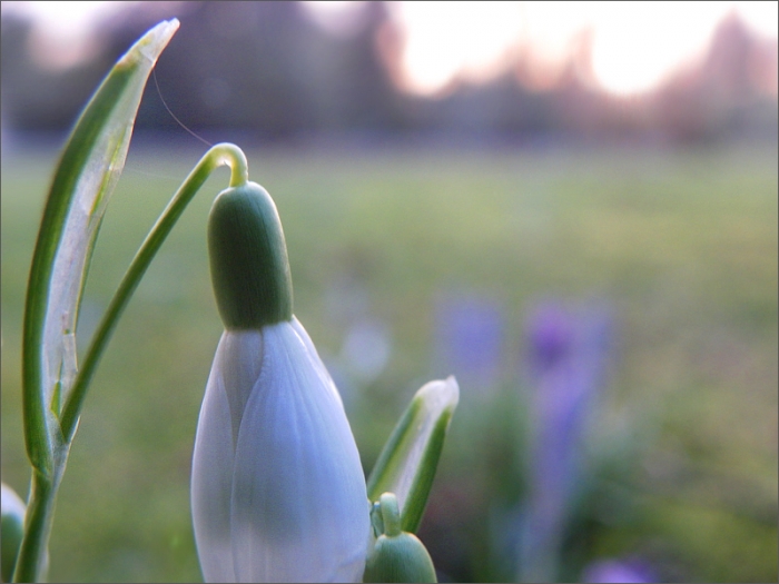 Schneeglöckchen