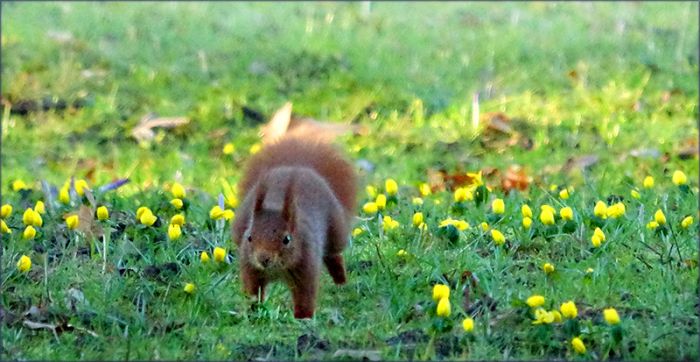 Eichhörnchen auf der Februarwiese