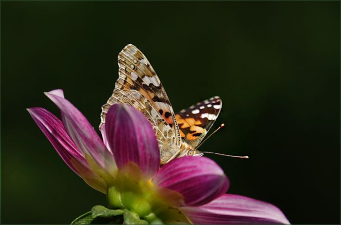 Distelfalter auf einer Dahlie