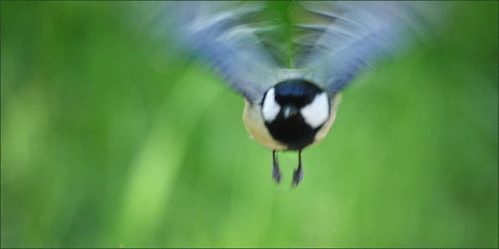 Meise im Anflug