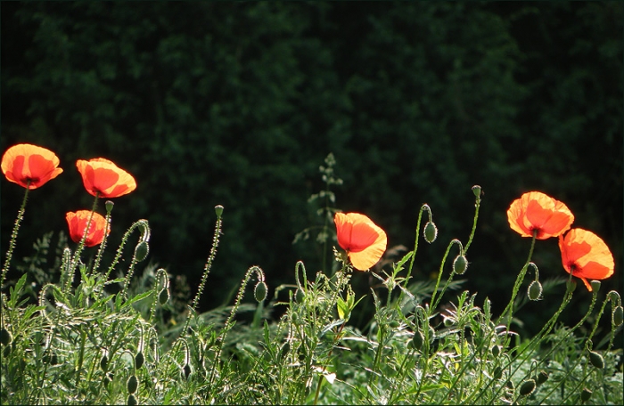 Klatschmohn