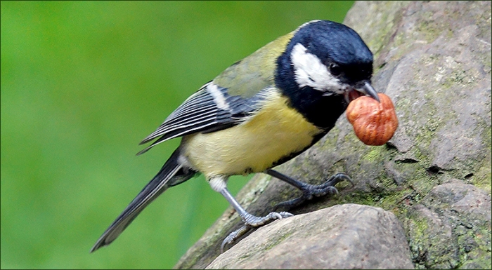 Kohlmeise mit einer Haselnuss