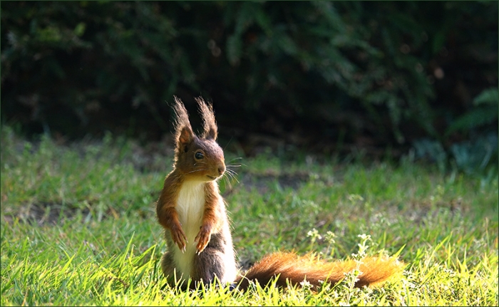 Eichhörnchen in der Morgensonne