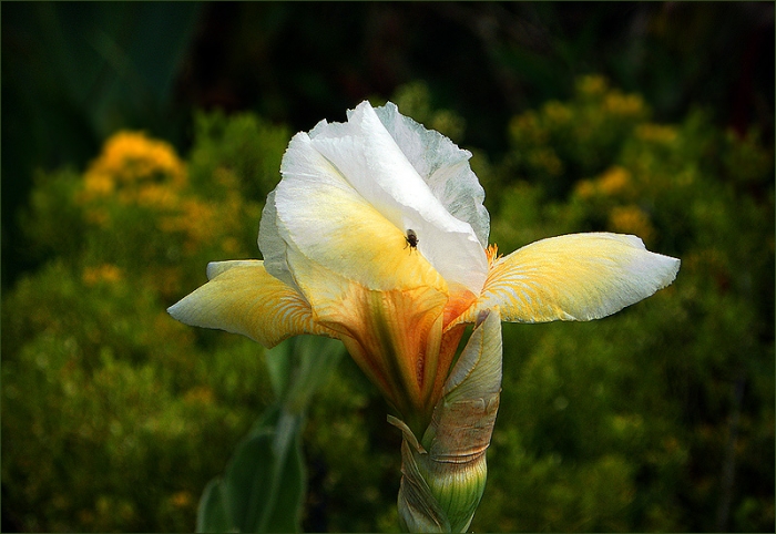 Iris mit kleiner Fliege
