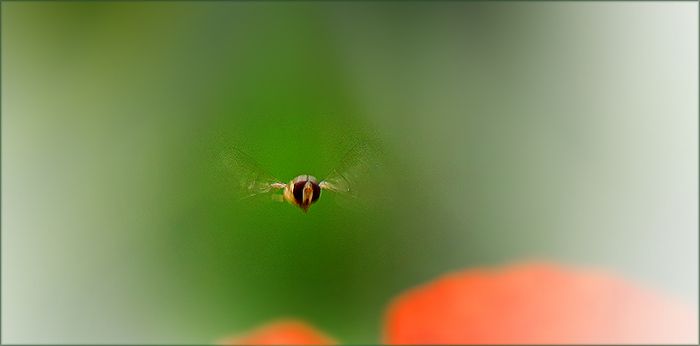 Schwebfliege im Anflug