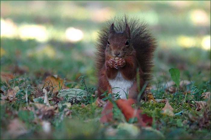 Eichhörnchen im Herbstlaub sitzend