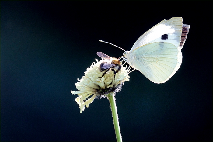 Kohlweissling und kleine Hummel