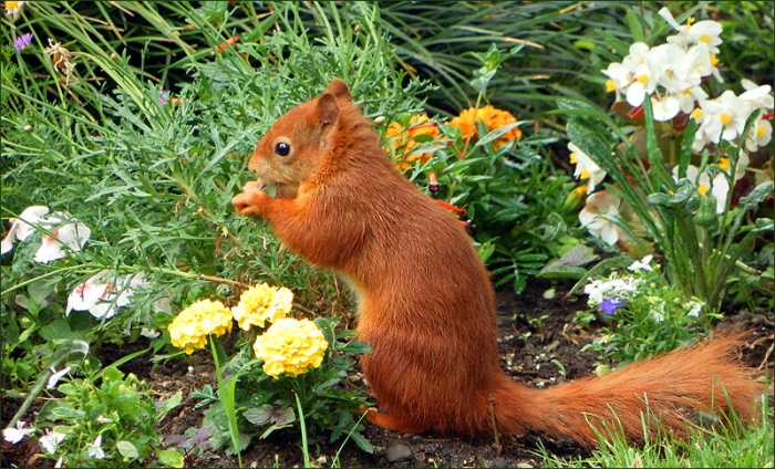 Eichhörnchen zwischen Blumen