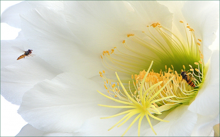 Große Kaktusblüte und Schwebfliege