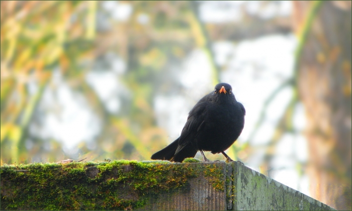 Amsel