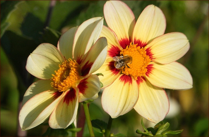 Dahlien