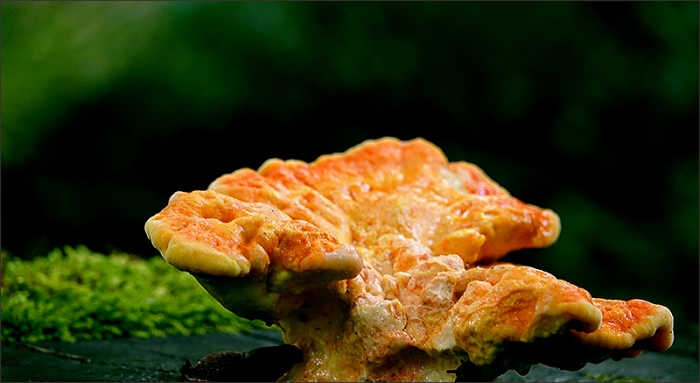 Pilz auf einem Baumstumpf