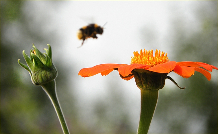 Junges Eichhörnchen