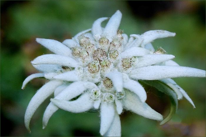 Edelweiss